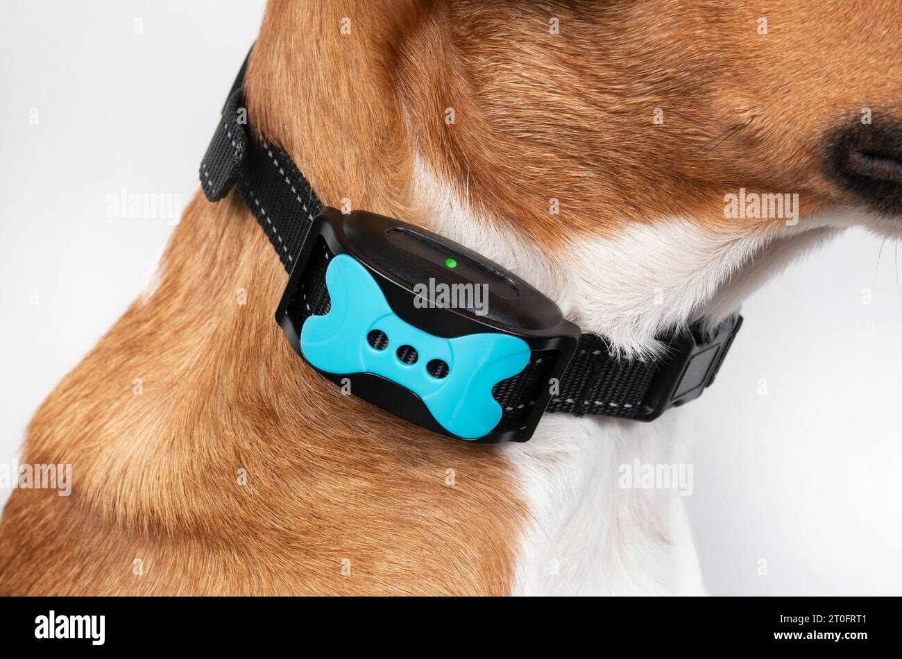 Anti Bell Gert Hunde PetSafe Hundetranng Mt Dem Ferntraner - Das Halsband  Hres PetSafe Hundetrainings- & -gehorsamkeitsartikel