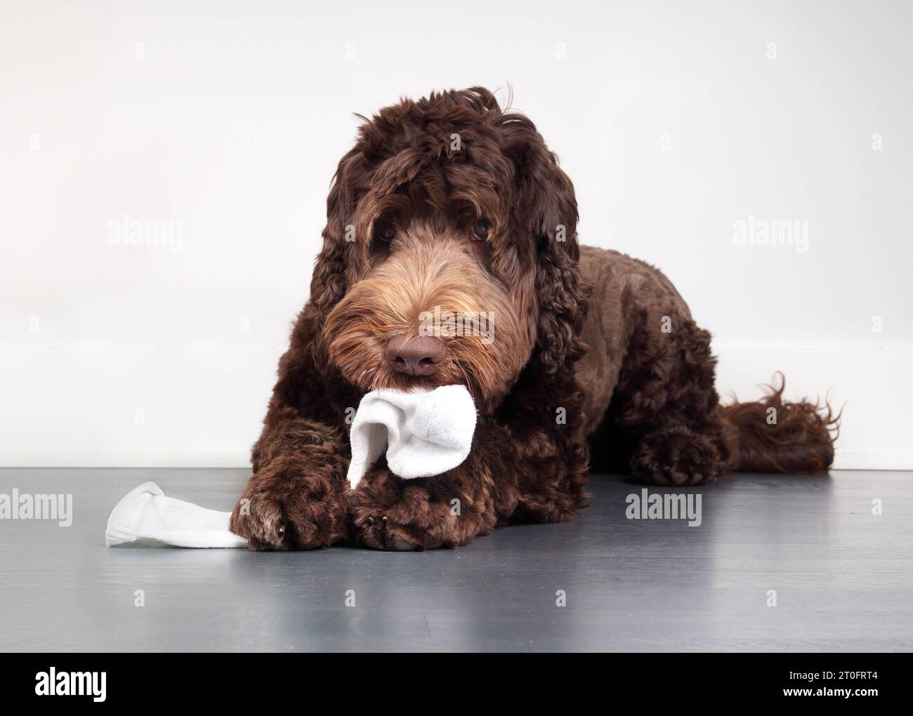 Süßer Hund mit Socke im Mund und zwischen den Pfoten. Flauschiger Welpe, der Kleidung kaut oder isst, während er auf dem Boden liegt. Hunde stehlen Unterwäsche. 1 Jahr altes fe Stockfoto