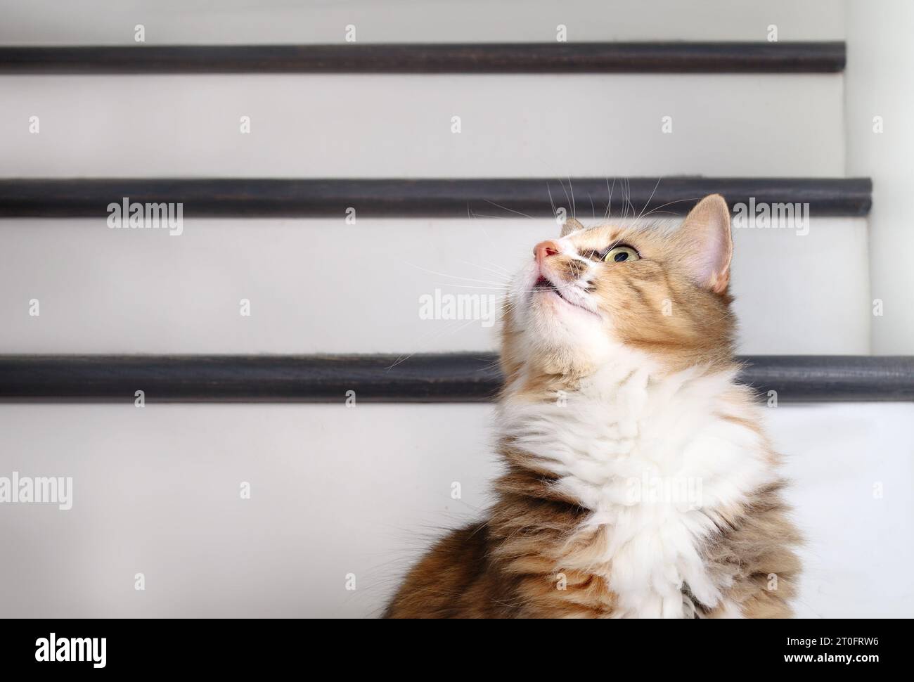 Neugierige Katze, die etwas intensiv ansieht. Flauschiges Calico-Kätzchen mit langen weißen Barthaaren, die ein Spielzeug, eine Fliege oder ein paar Lichter anstarren, während sie auf einem Stab sitzen Stockfoto