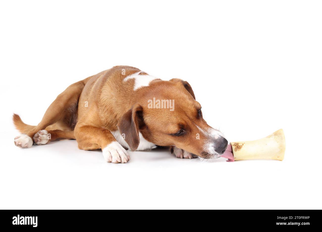 Glücklicher Hund mit Rinderknochen. Der ganze Körper eines Welpen liegt und leckt echten Knochen mit gefülltem Lachs. Natürliche Zahngesundheit und Anreicherung. Weibliche Harrier Stockfoto