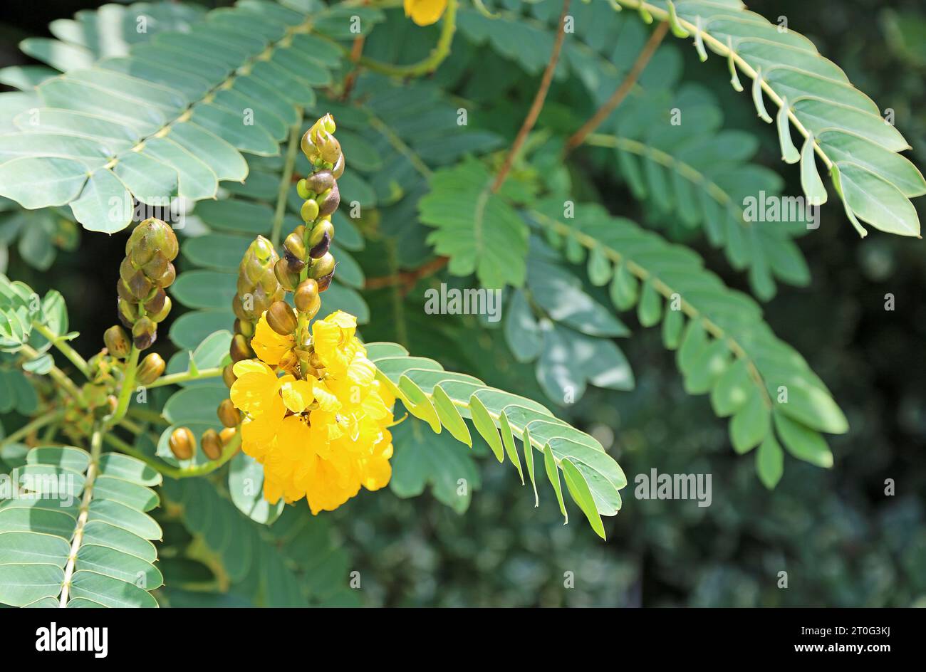 Gelbe Akazienblume Stockfoto