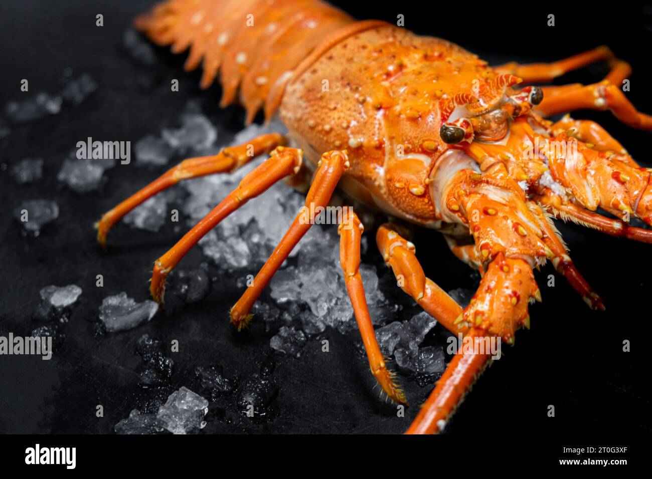 Gekochter Hummer auf schwarzem Hintergrund. Draufsicht. Freier Speicherplatz. Stockfoto