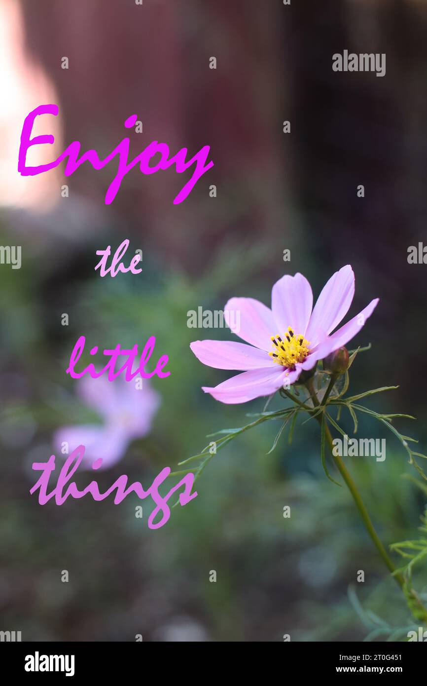 Zitat. Inspirierende Zitate – genießen Sie das kleine Ding. Nahaufnahme von Cosmos Blume im Garten. Stockfoto