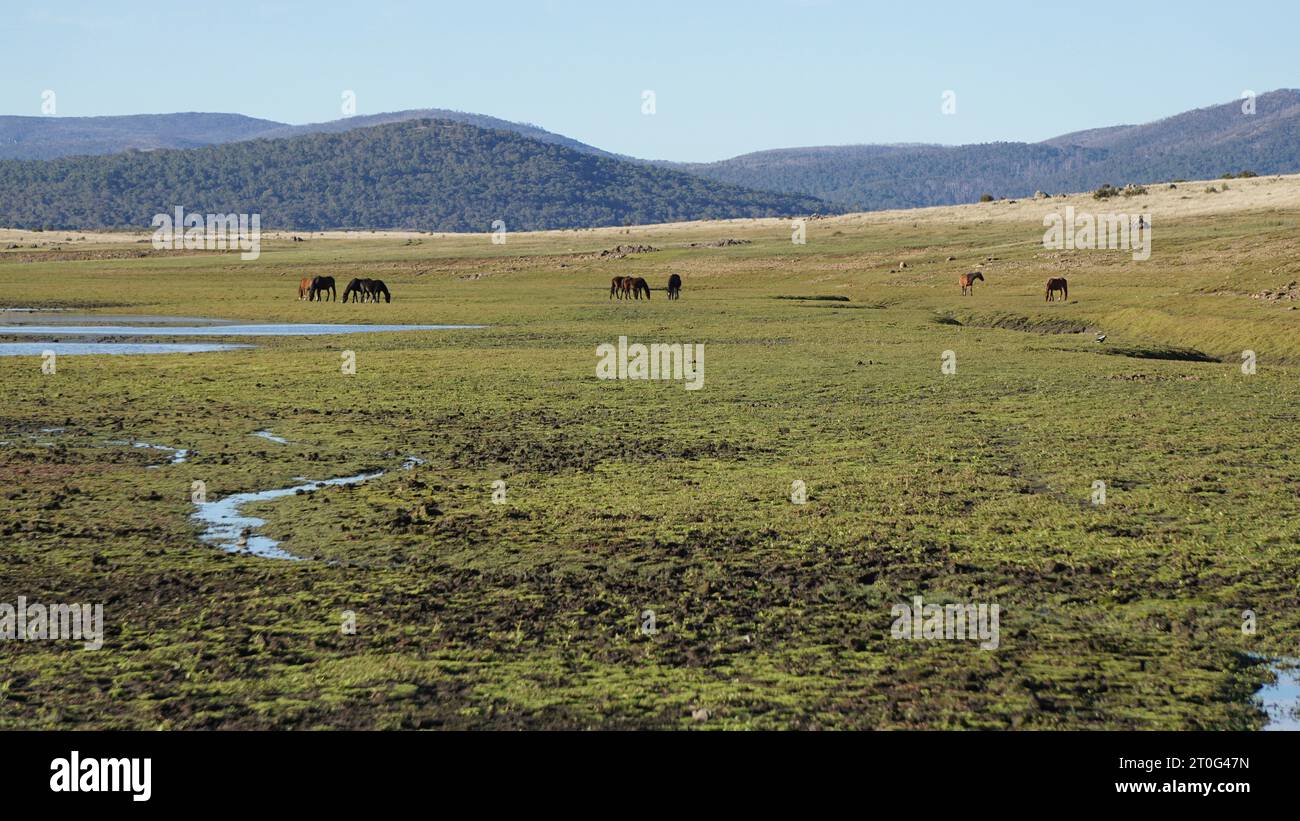 Eine lange Aufnahme einer Herde Brumbies, die auf einem fragilen Ökosystem weidet, einem Mosquito Creek Kosciuszko National Park Stockfoto