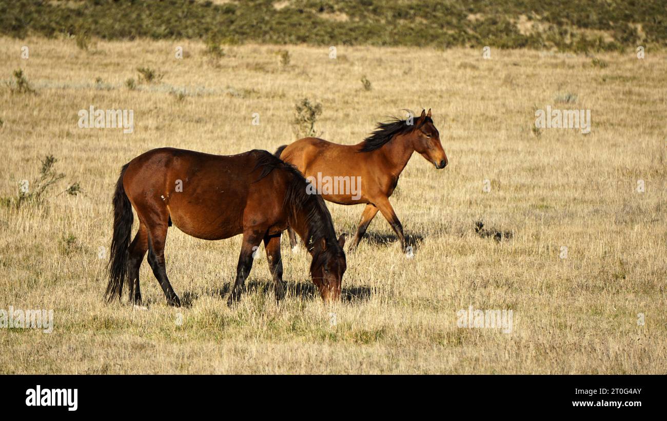 Zwei Brumbies sind Teil einer viel größeren Herde im Kosciuszko Nationalpark Stockfoto