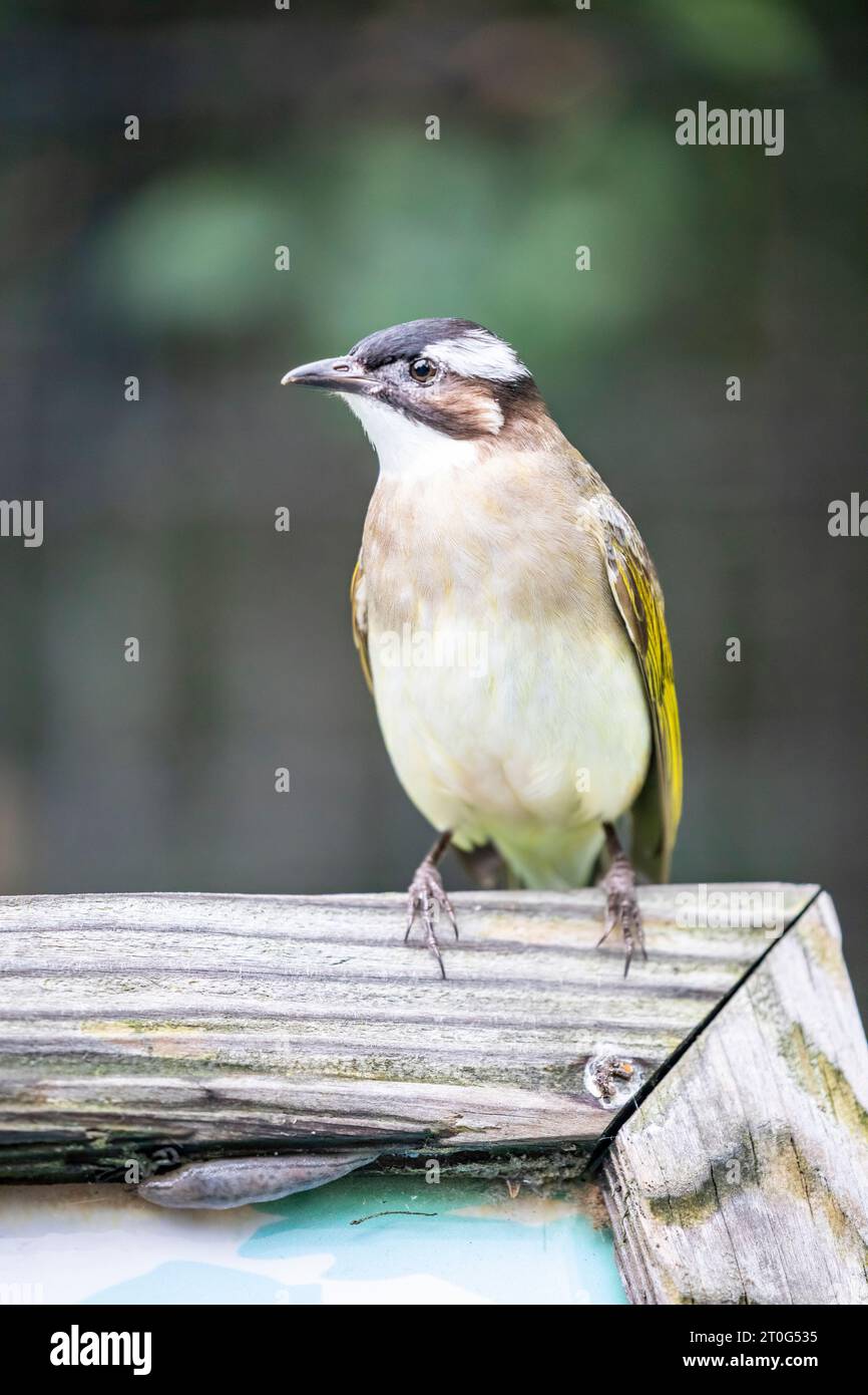 Der leicht belüftete Bulbul (Pycnonotus sinensis) ist eine Vogelart aus der Familie Bulbul. Eine häufige Art von songbird, die leicht bewaldet ist Stockfoto