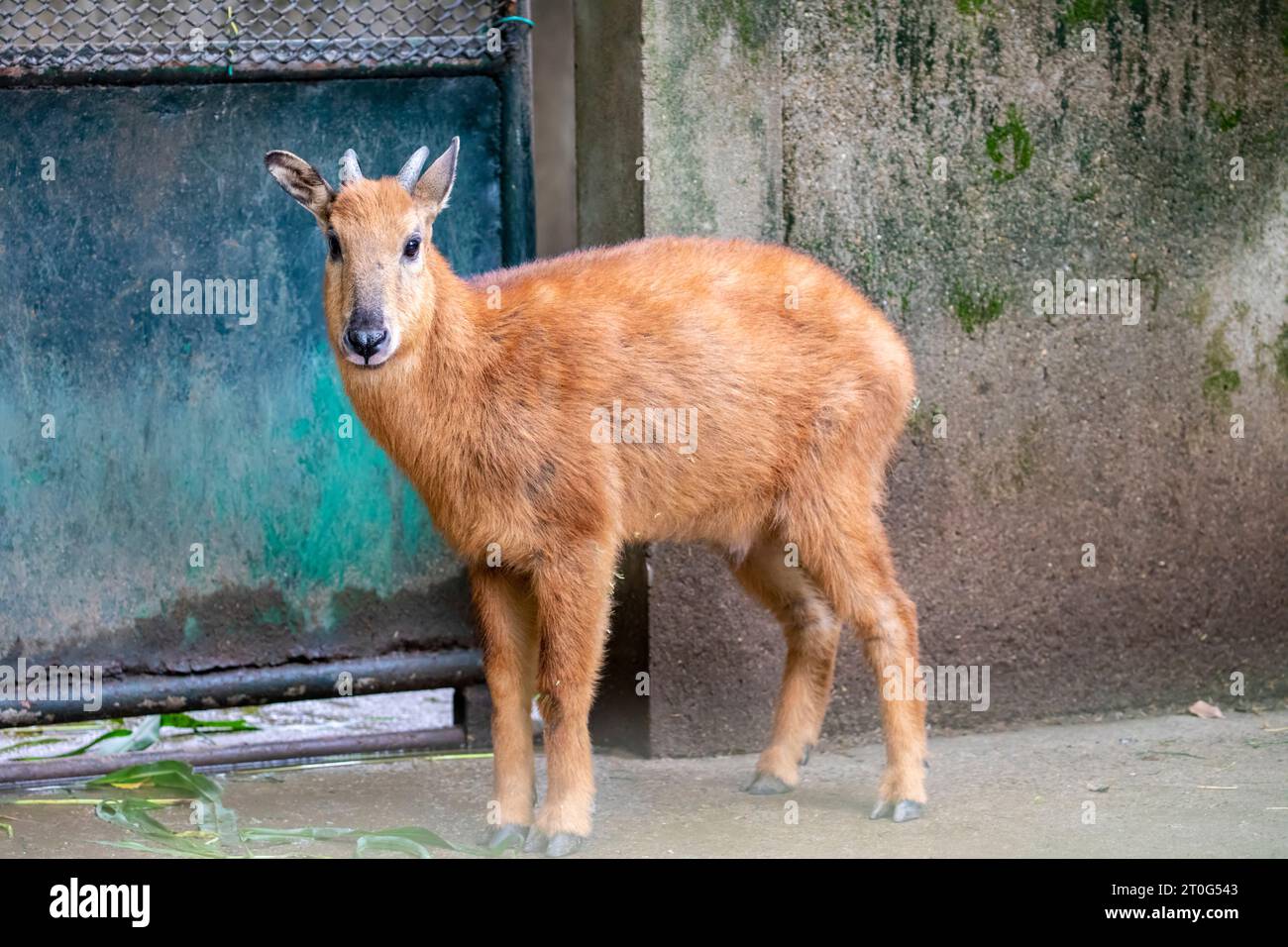 Der rote goral (Naemorhedus baileyi) ist eine Art von ebenzehigen Huftieren aus der Unterfamilie Caprinae in der Familie Bovidae. Sie kommt in Indien, Tibet vor Stockfoto