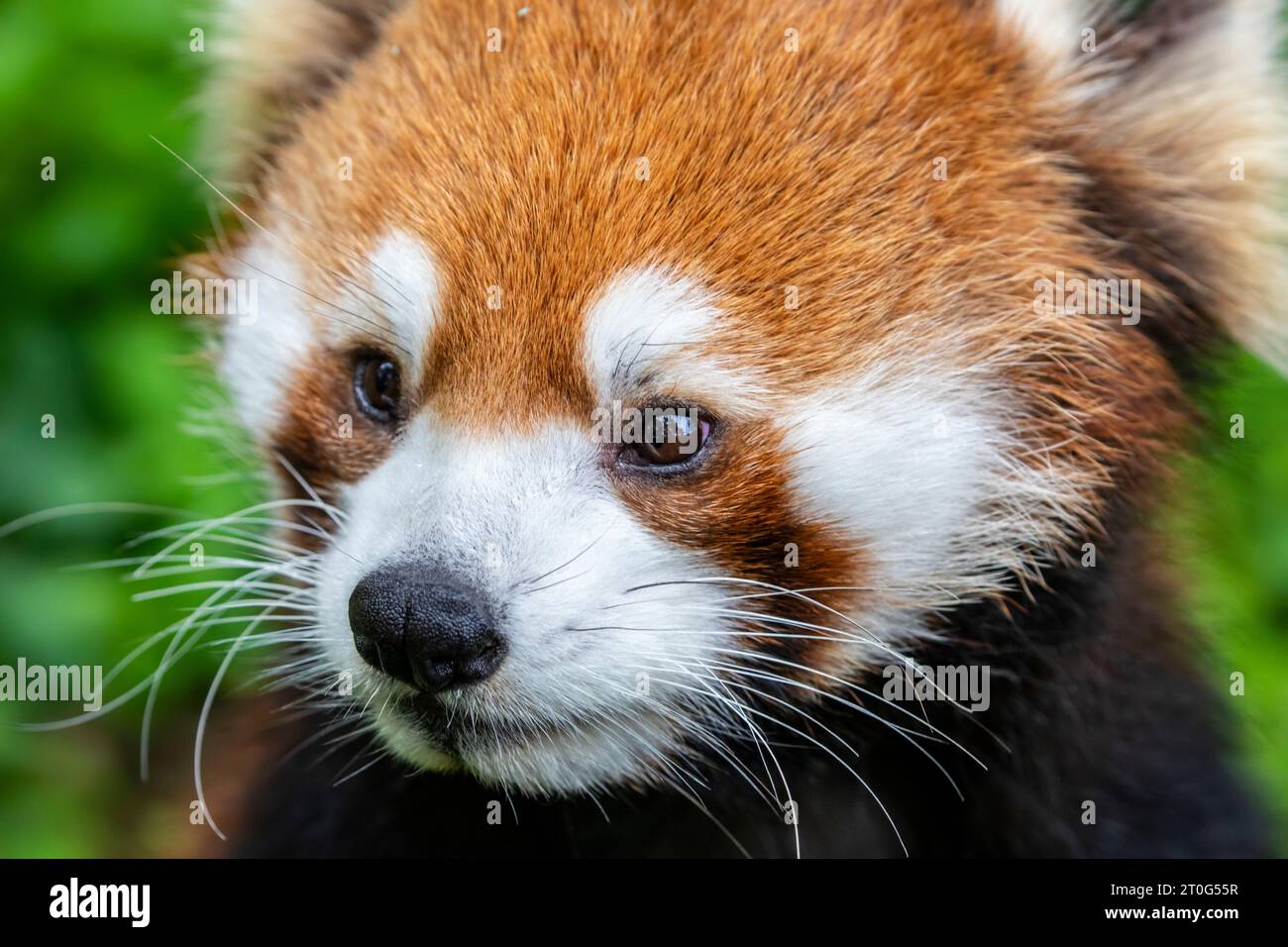 Ein roter Panda (Ailurus fulgens), Nahaufnahme, ein Säugetier, das im östlichen Himalaya und im Südwesten Chinas heimisch ist. Der rote Panda hat rötlich-braunes Fell. Stockfoto