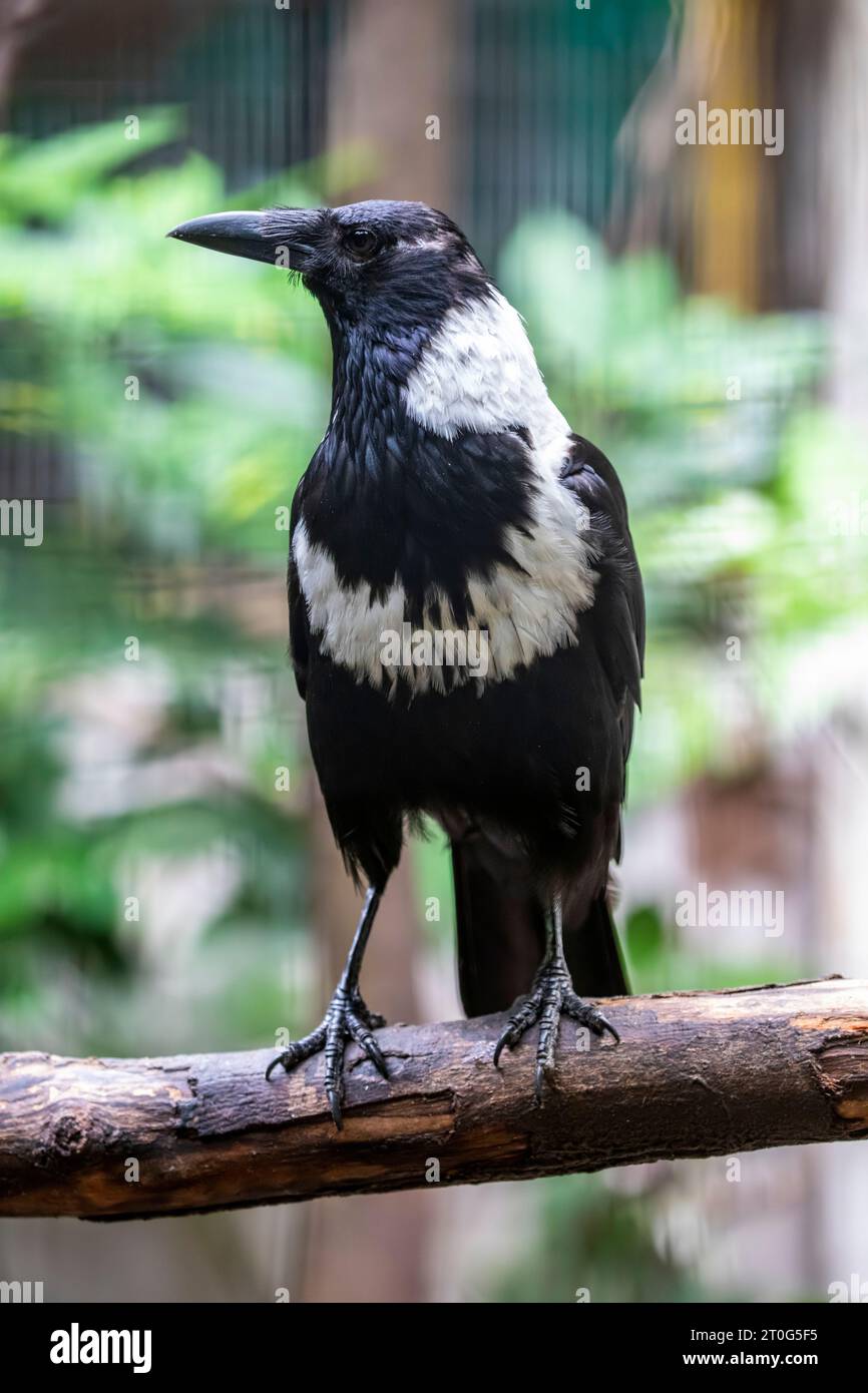 Die Kragenkrähe (Corvus torquatus) ist ein Mitglied der Familie der Corvidae, die in China und im Norden Vietnams beheimatet ist. Stockfoto