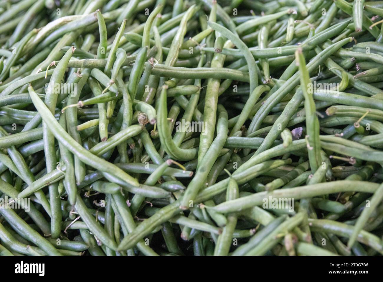 Frische grüne Bohnen aus biologischem Anbau Stockfoto