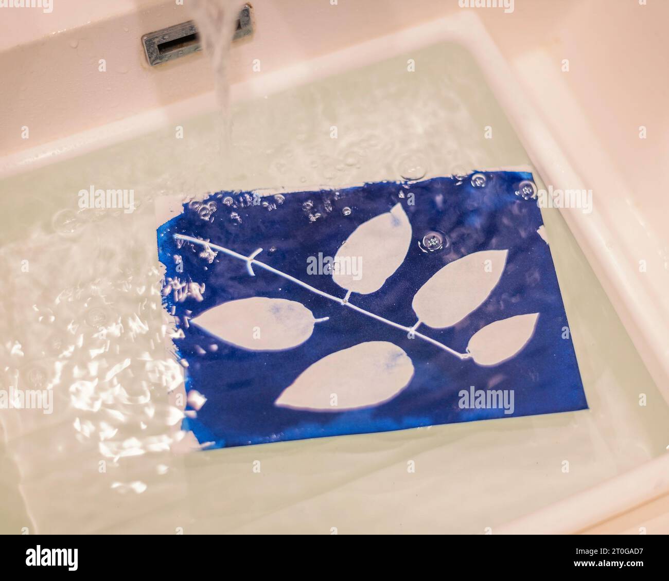 Freiliegender Cyanotyp des Laubspülens, der in einem Tablett mit Leitungswasser gewaschen wird. Stockfoto