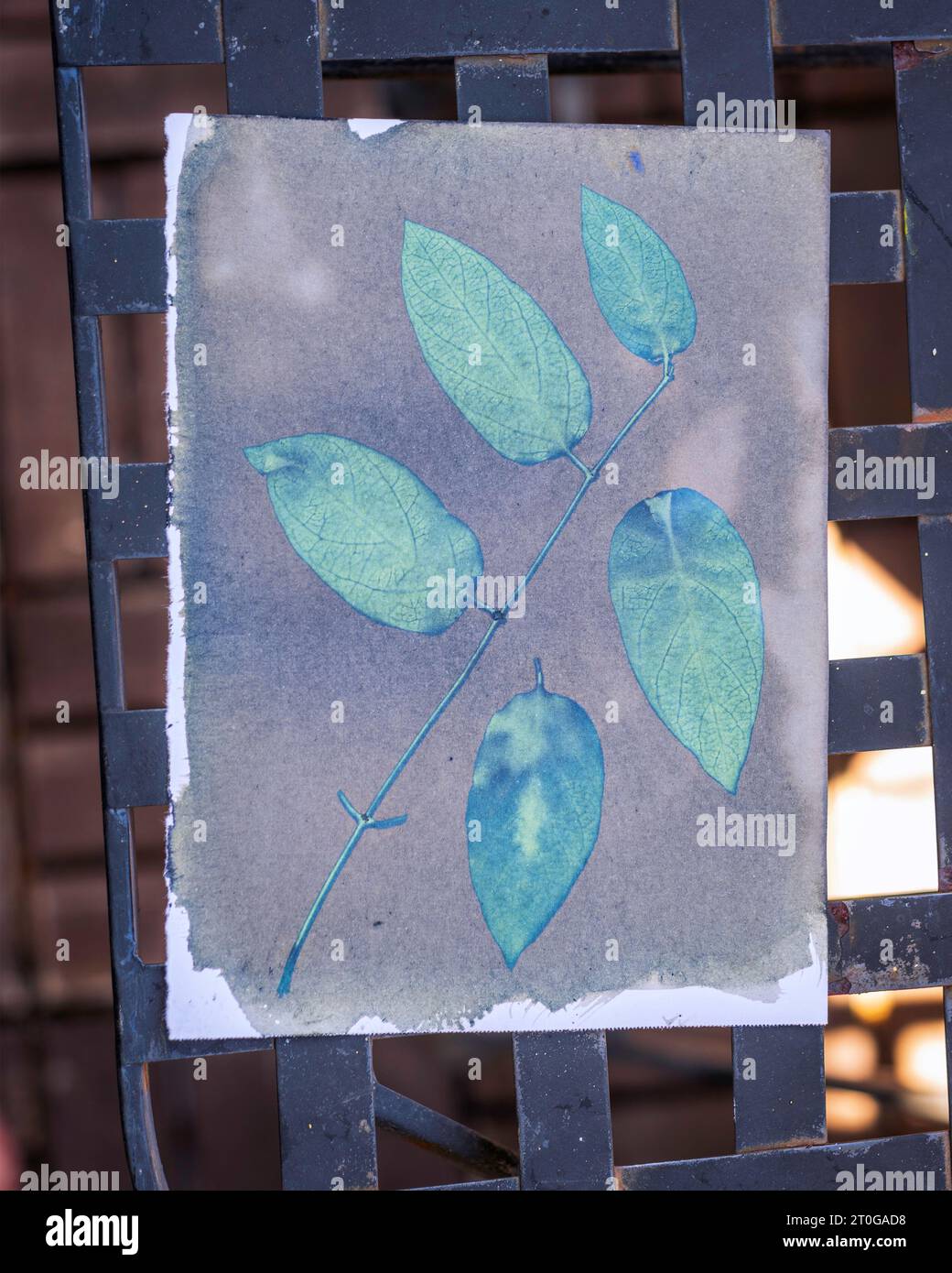 Nahaufnahme eines Blattes Cyanotyppapier nach Sonnenlicht. Stockfoto