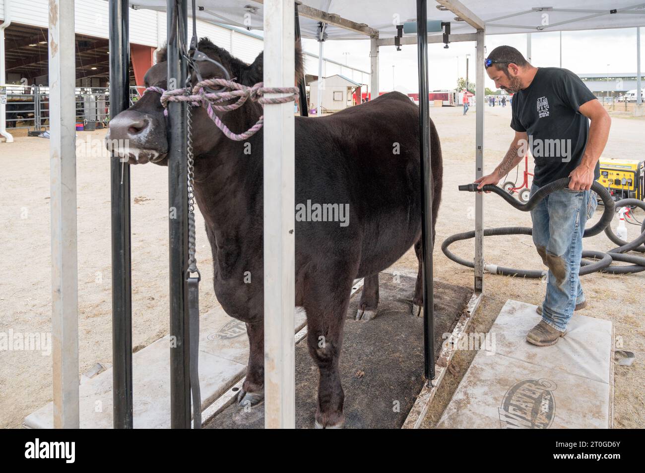 2023 Virginia State Fair, Doswell, VA - Ein Mann trocknet seine Kuh im hinteren Bereich. Stockfoto