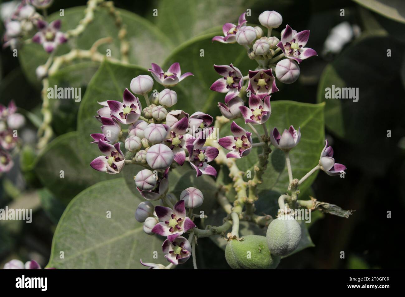 Die Wunderschönen Milk Unkraut Blumen Stockfoto