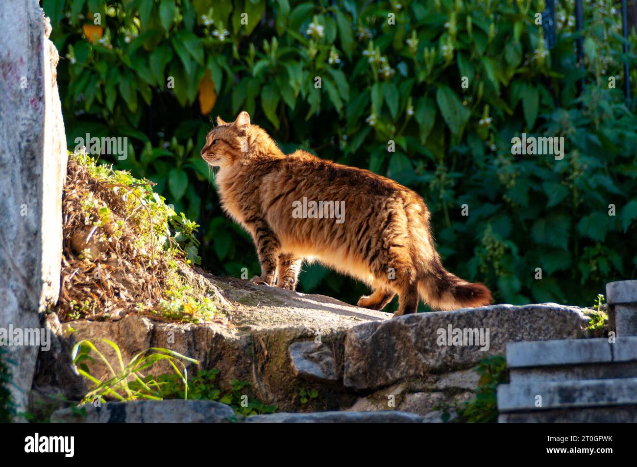 Straßenkatze in Athen, Griechenland, die sich im Sonnenlicht sonnt. Gefunden auf der Straße in der Nähe der Akropolis. Wahrscheinliche und ägäische Katze. Stockfoto