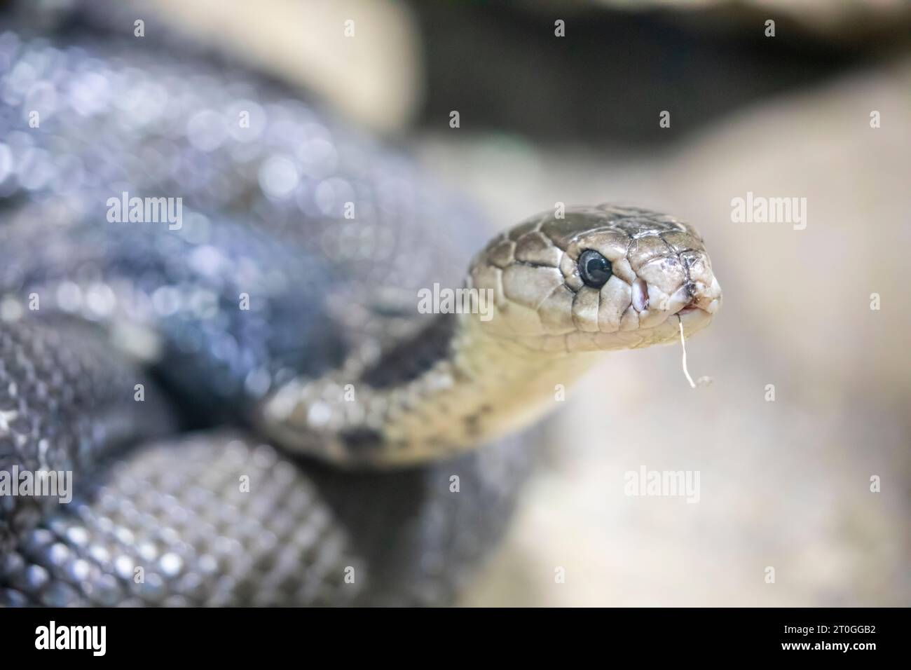 Die chinesische Kobra (Naja atra) ist eine KobraArt aus der Familie