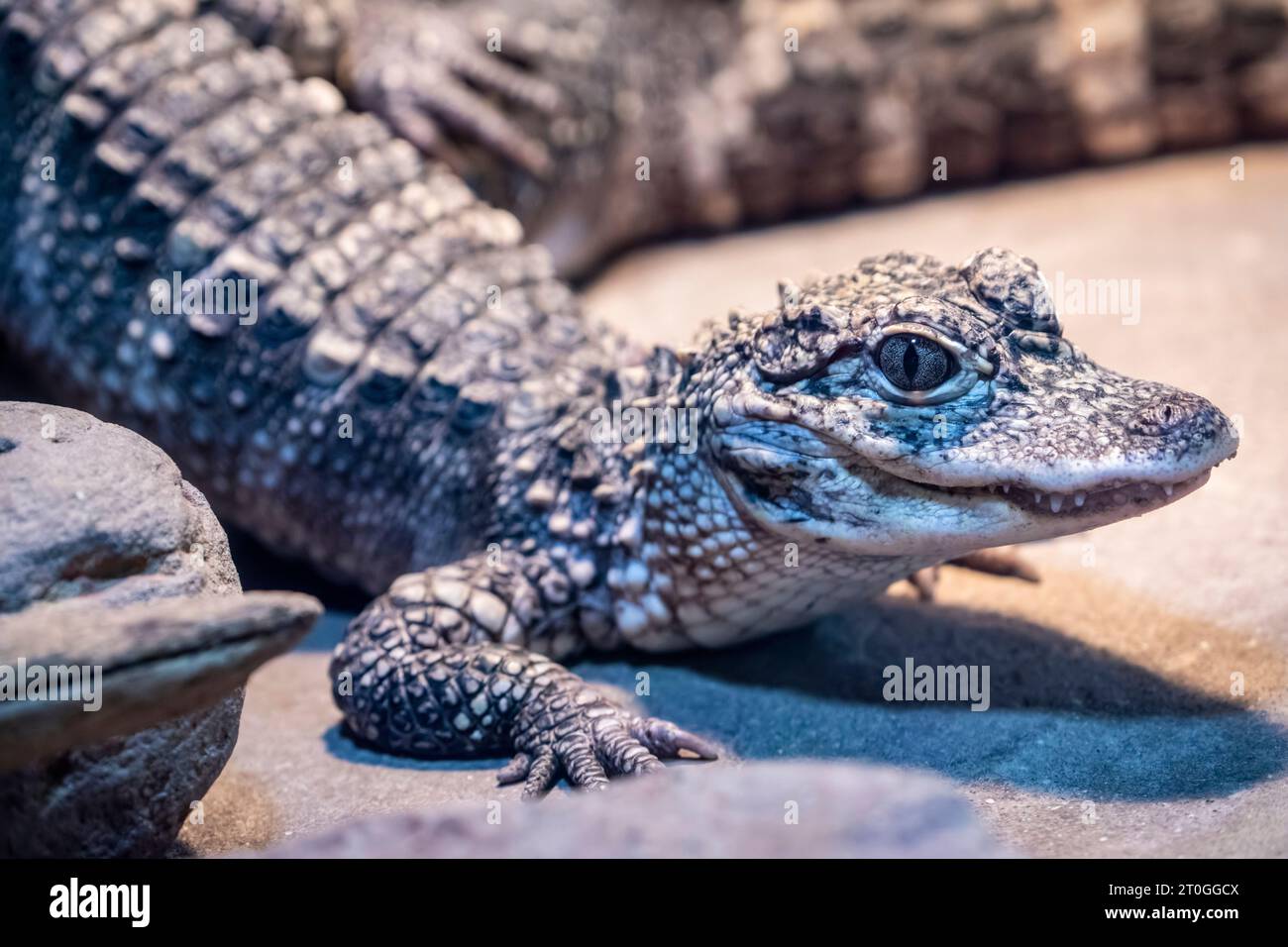 Das Nahbild des juvenilen chinesischen Alligators (Alligator sinensis). Ein kritisch gefährdetes Krokodil, das in China endemisch ist. Dunkelgrau oder schwarz Stockfoto