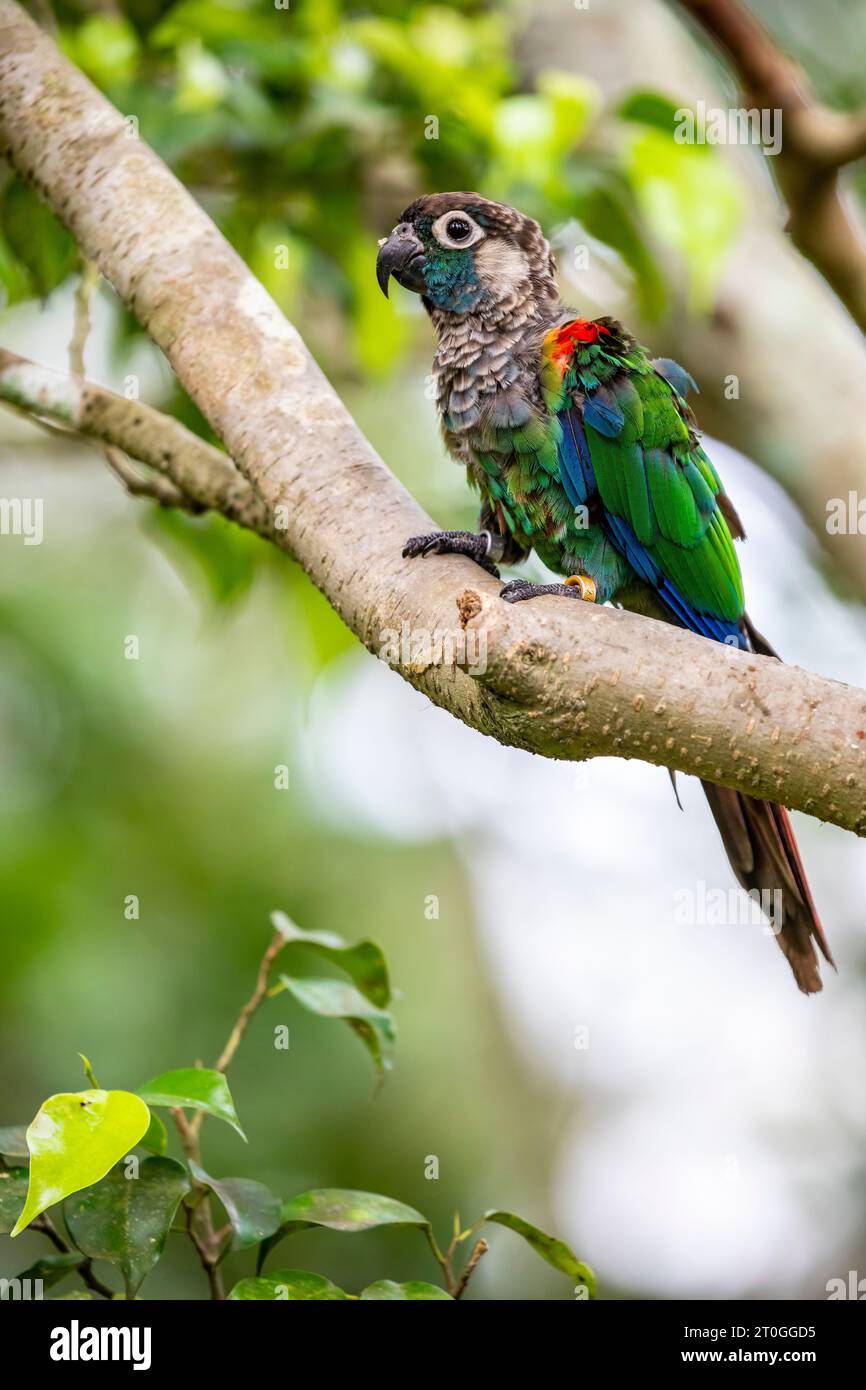 Der Perlsittich (Pyrrhura lepida) ist eine gefährdete Art in der Unterfamilie Arinae der Familie Psittacidae, der Afrikanischen und der Neuen Welt Papageien. Stockfoto