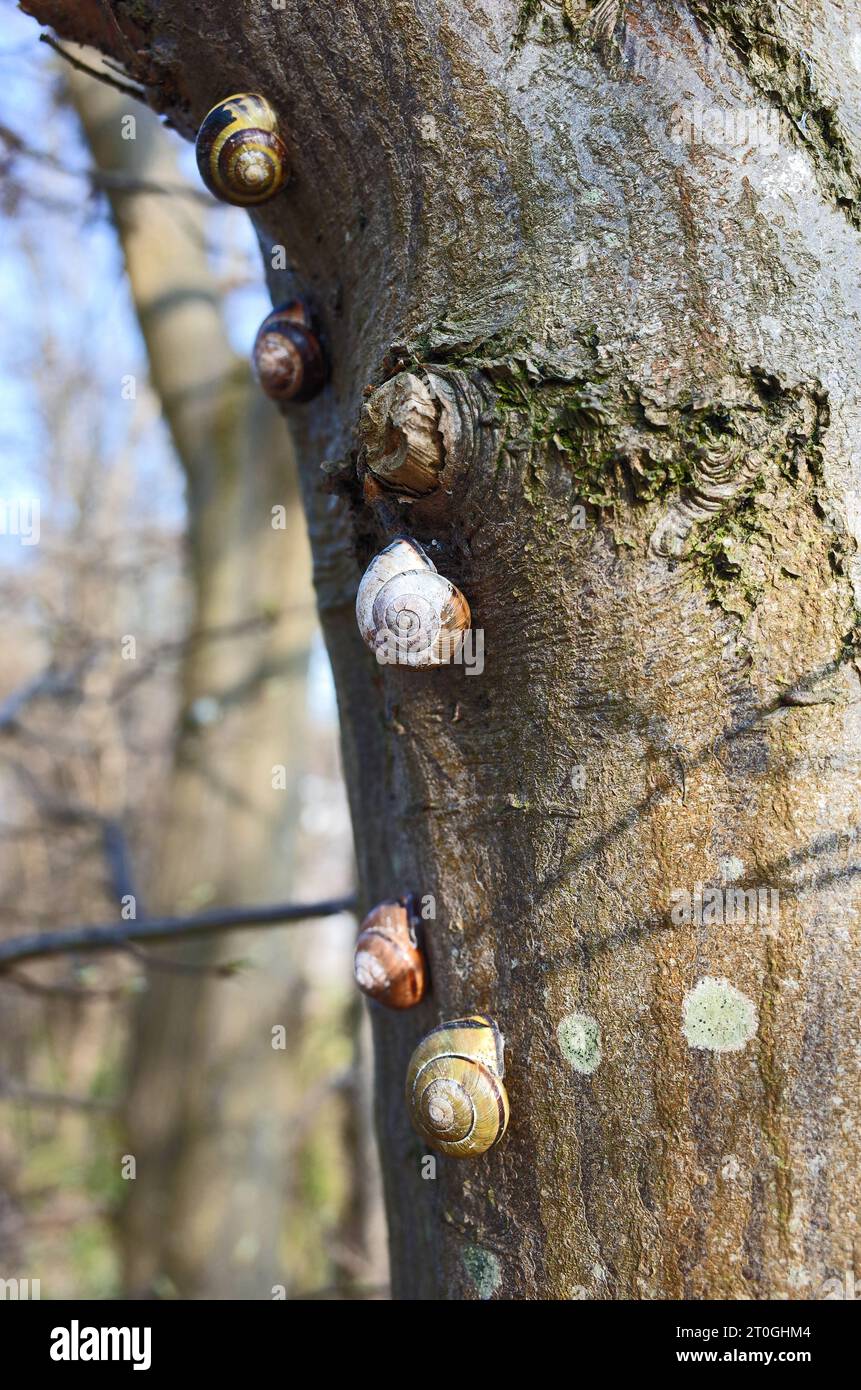 Nahaufnahme von Schnecken klettert auf Baumrinde Stockfoto