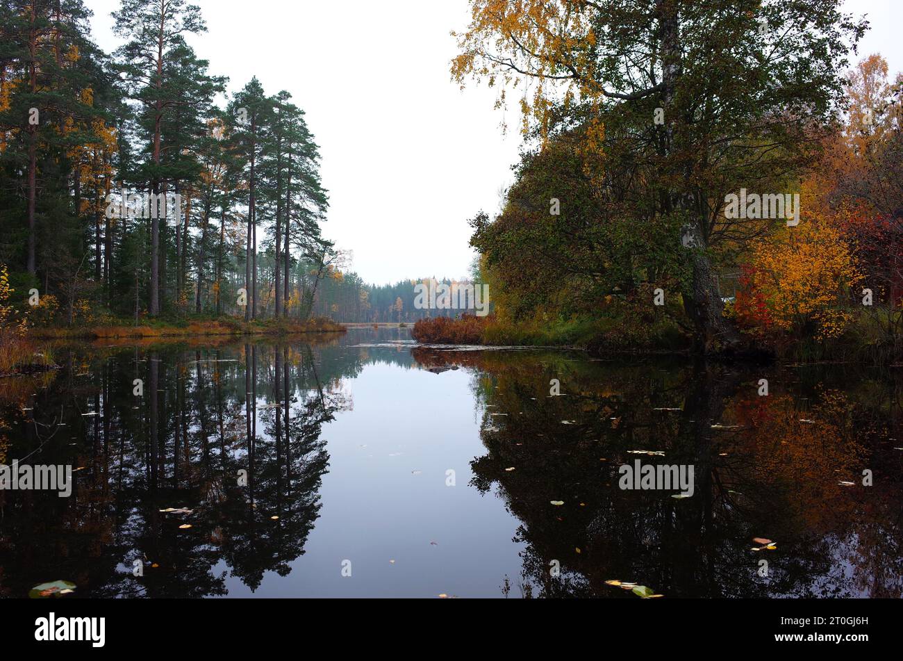 Die Natur Schwedens im Herbst, der Wald spiegelt sich in ruhigem Seewasser Stockfoto