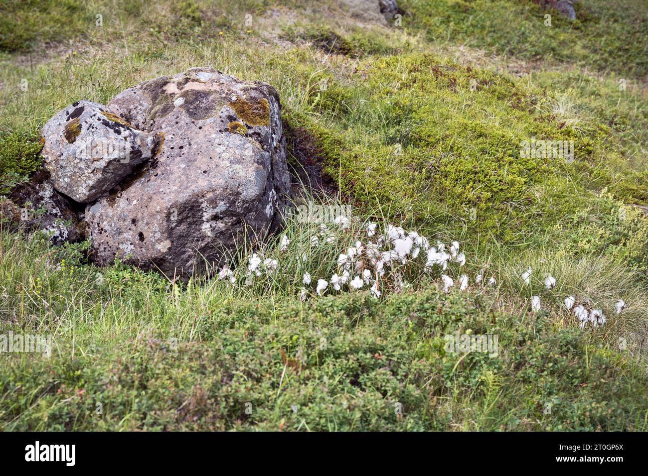 Gemeiner weißer Baumwollsedge Eriophorum angustifolium neben einem mit Flechten bedeckten Felsbrocken, umgeben von dicker Tundra-Vegetation in Westfjorden Island Stockfoto