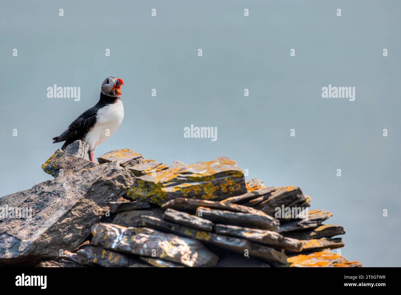 Noss Island ist wahrscheinlich der beste Ort, um Puffins auf den Shetland Islands zu beobachten. Stockfoto