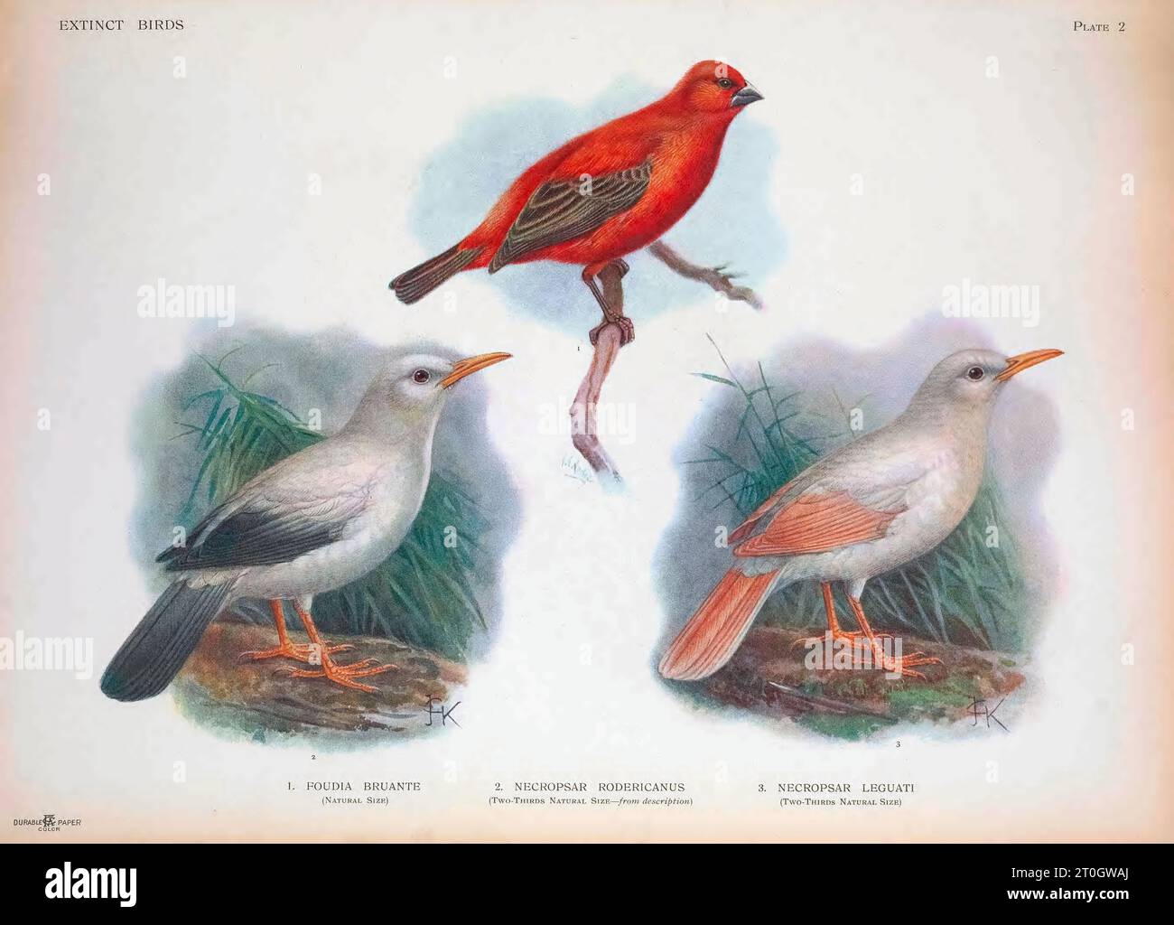 Reunion Fody, Rodrigues-Starling, Weißer Mascarene-Starling Stockfoto
