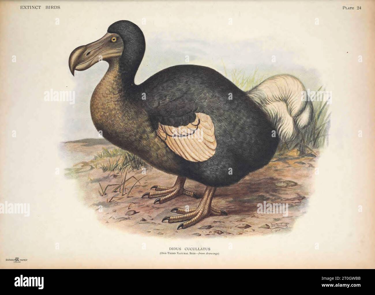 Dodo, Abbildung Stockfoto