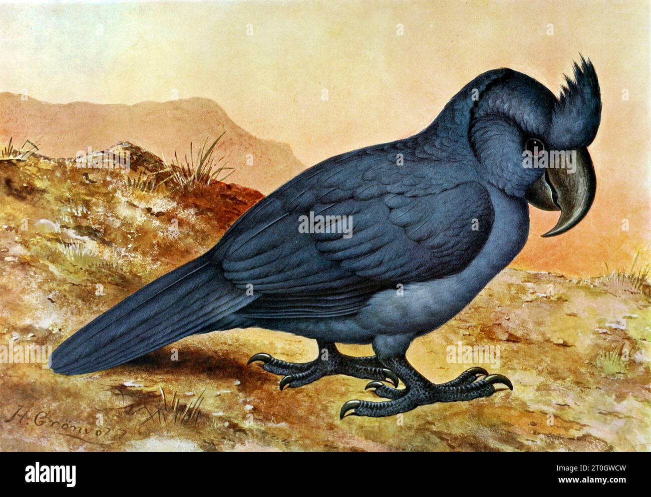 Papagei mit breiter Scholle, Illustration Stockfoto