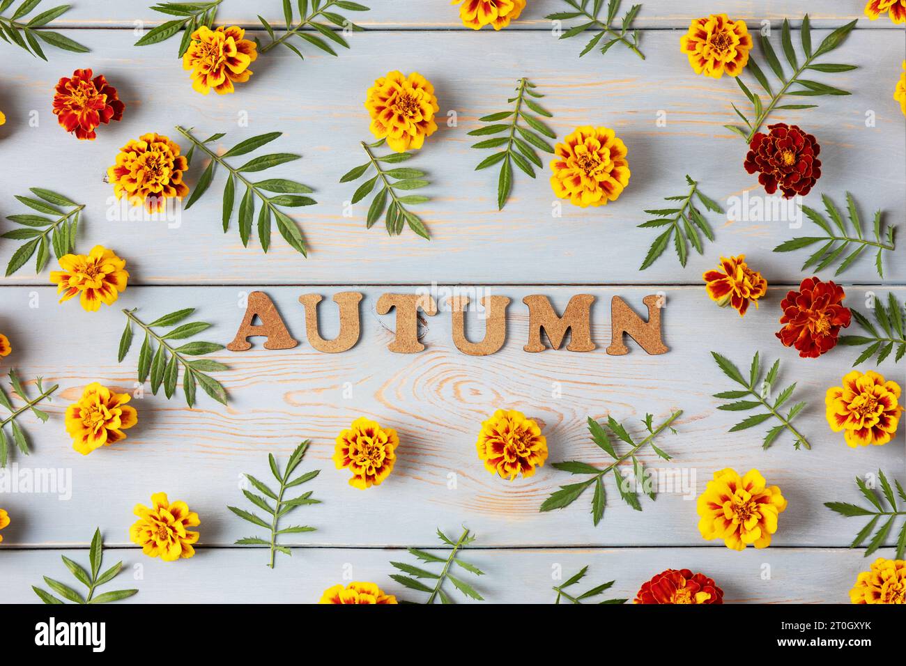 Kreatives Layout aus Blumen und Ringelblumen auf einem blauen Holztisch. Grußkarte mit Blumenmuster. Farbenfroher Herbstblumenhintergrund mit Platz für Te Stockfoto