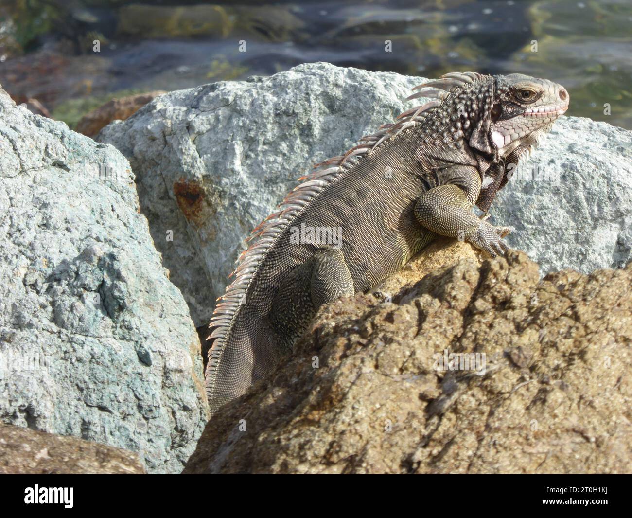 Reise und Besichtigungstouren in Karbanien, Inseln und Strände, Tiere und Pflanzen. Stockfoto