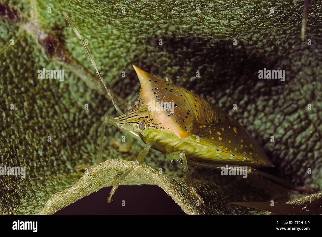 Das Geheimnis des bläulich gepunkteten Grünen Stinkkäfers Stockfoto