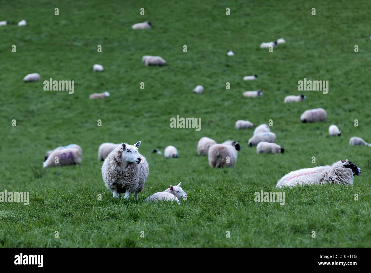 Rhythmen der Weide: Die Dynamik einer arbeitenden Schaffarm Stockfoto