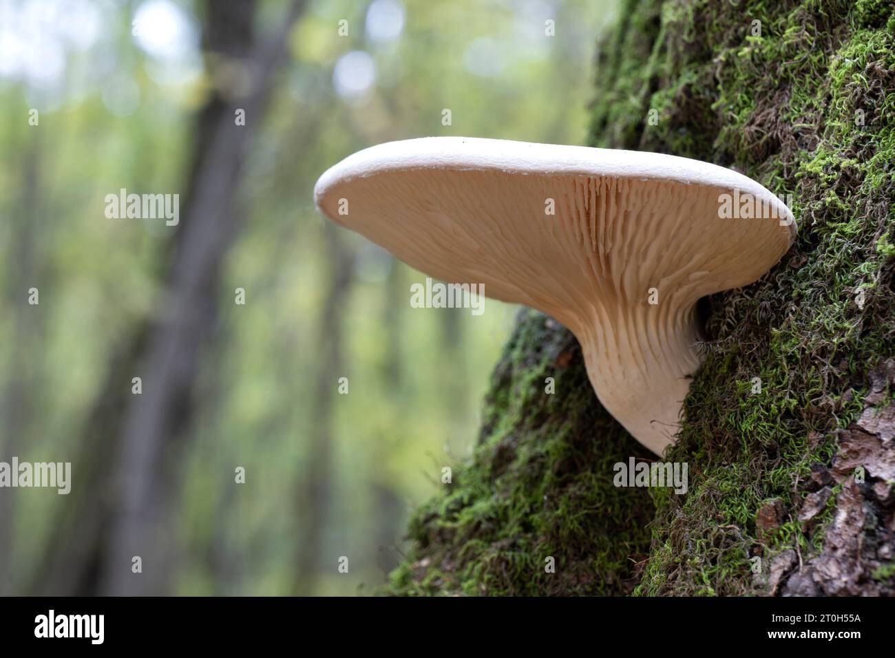 Pilze wachsen auf einem Baumstamm im Herbstwald. Genießbarer Herbst-Eiche-Austernpilz. (Pleurotus dryinus). Stockfoto