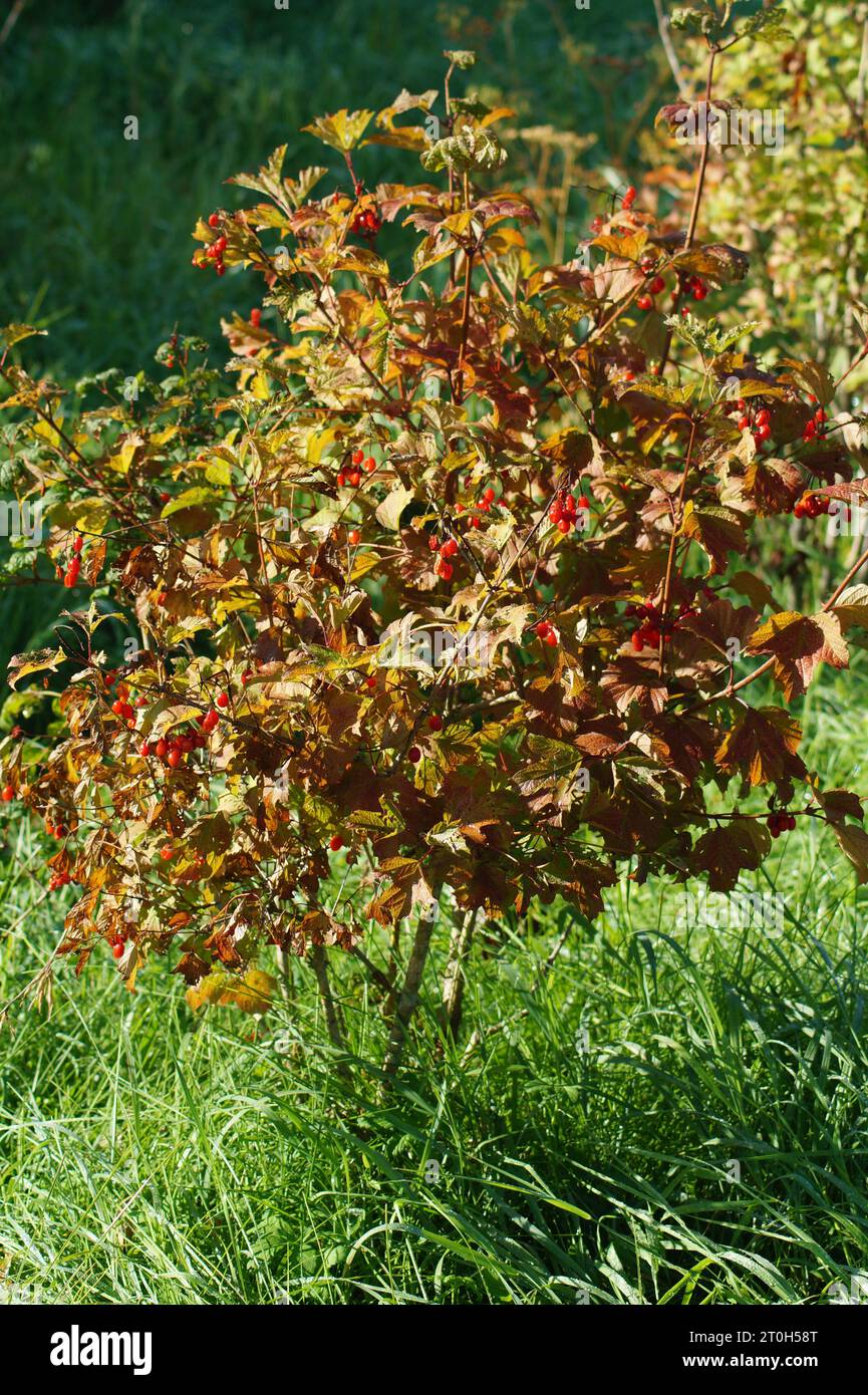 Bunte Herbstblätter und rote Beeren auf einem Busch Stockfoto
