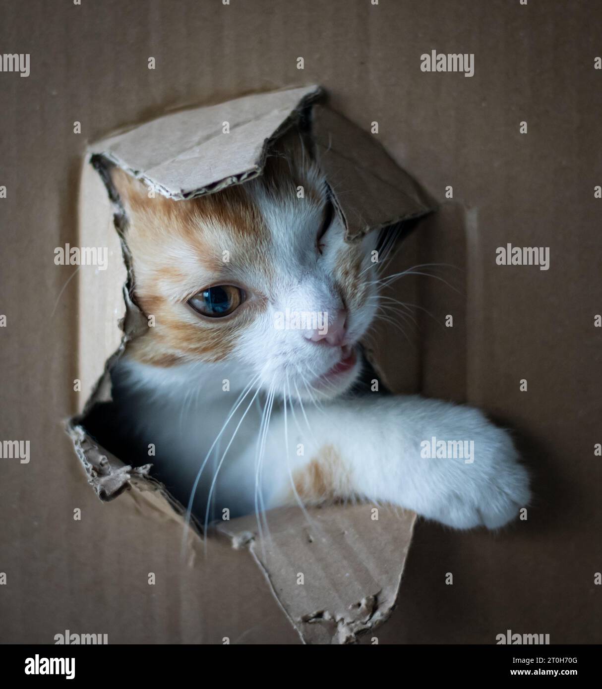 Vier Monate altes Kätzchen versteckt sich in einer Kiste und blickt raus Stockfoto