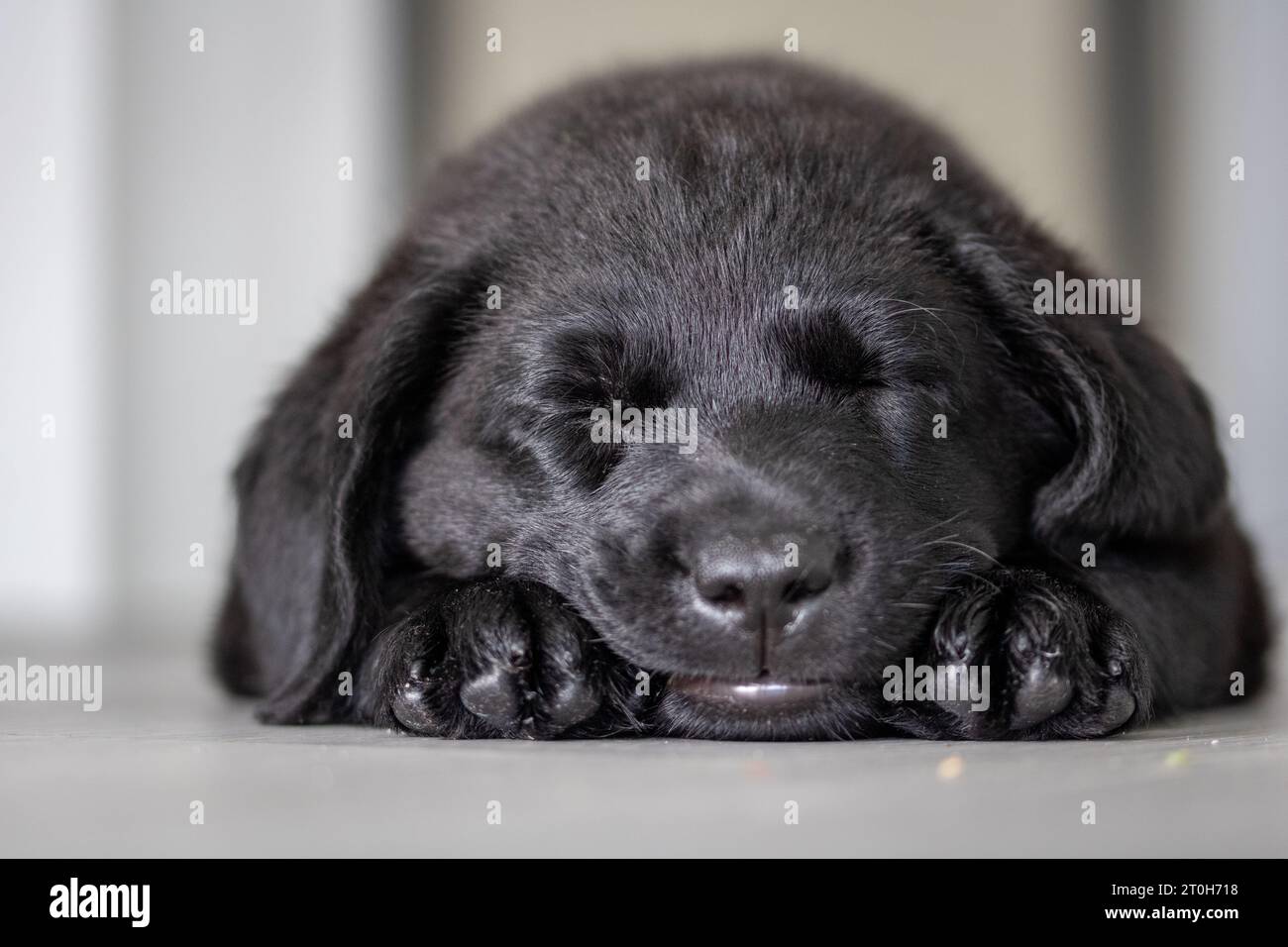 Der schwarze labrador-Retriever-Welpe schläft auf dem Boden Stockfoto