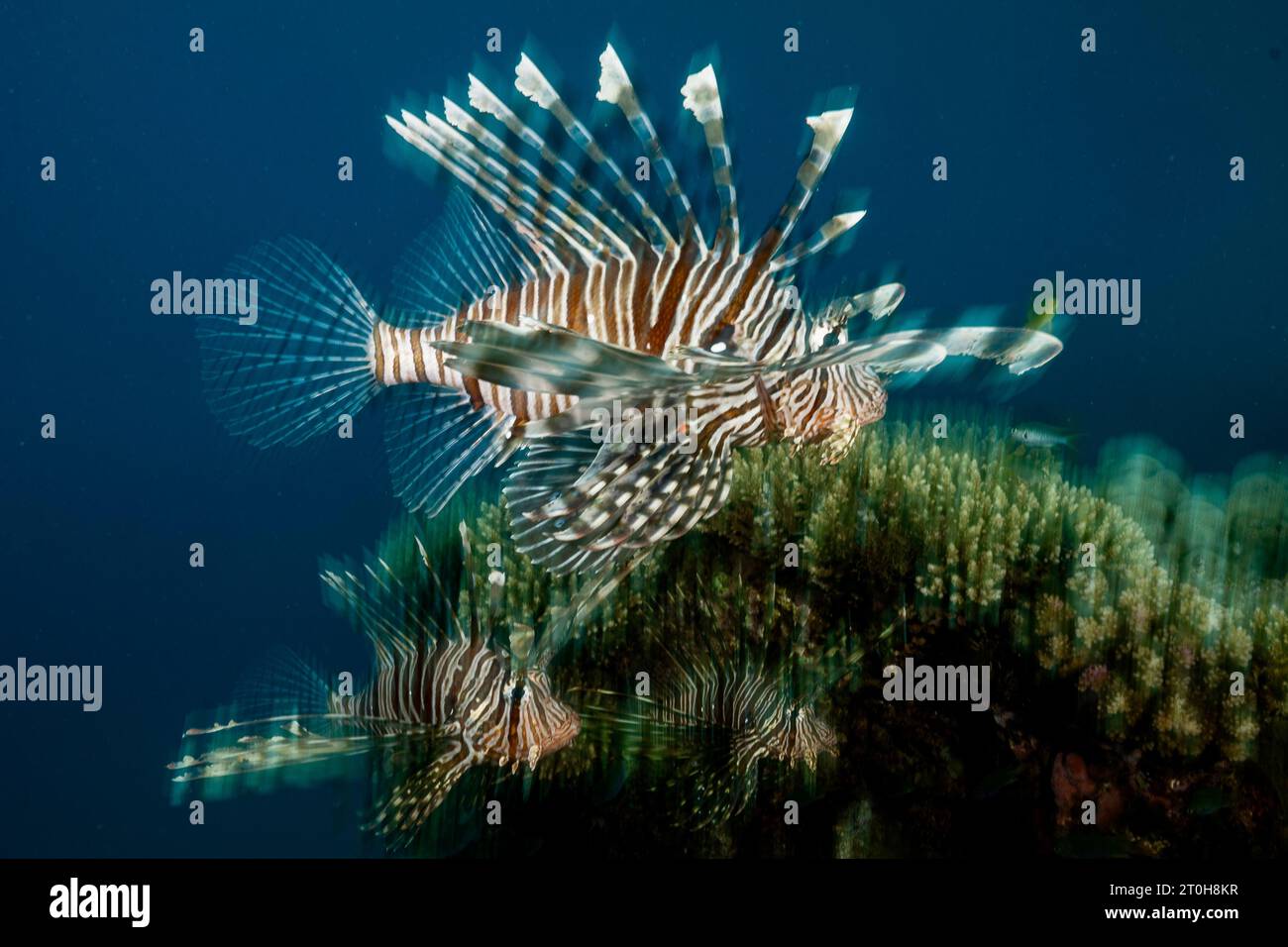 Das Leben in der Mayotte Lagune Stockfoto