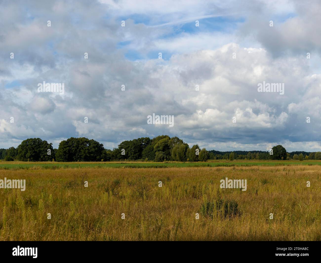 Auenlandschaft, Wiesen und Horizont, Brandenburg, Deutschland Stockfoto