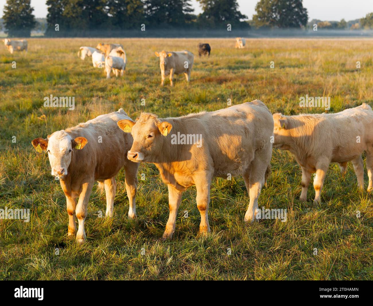 Rinder (Bovidae) Jungbullen auf Weide, Brandenburg, Deutschland Stockfoto