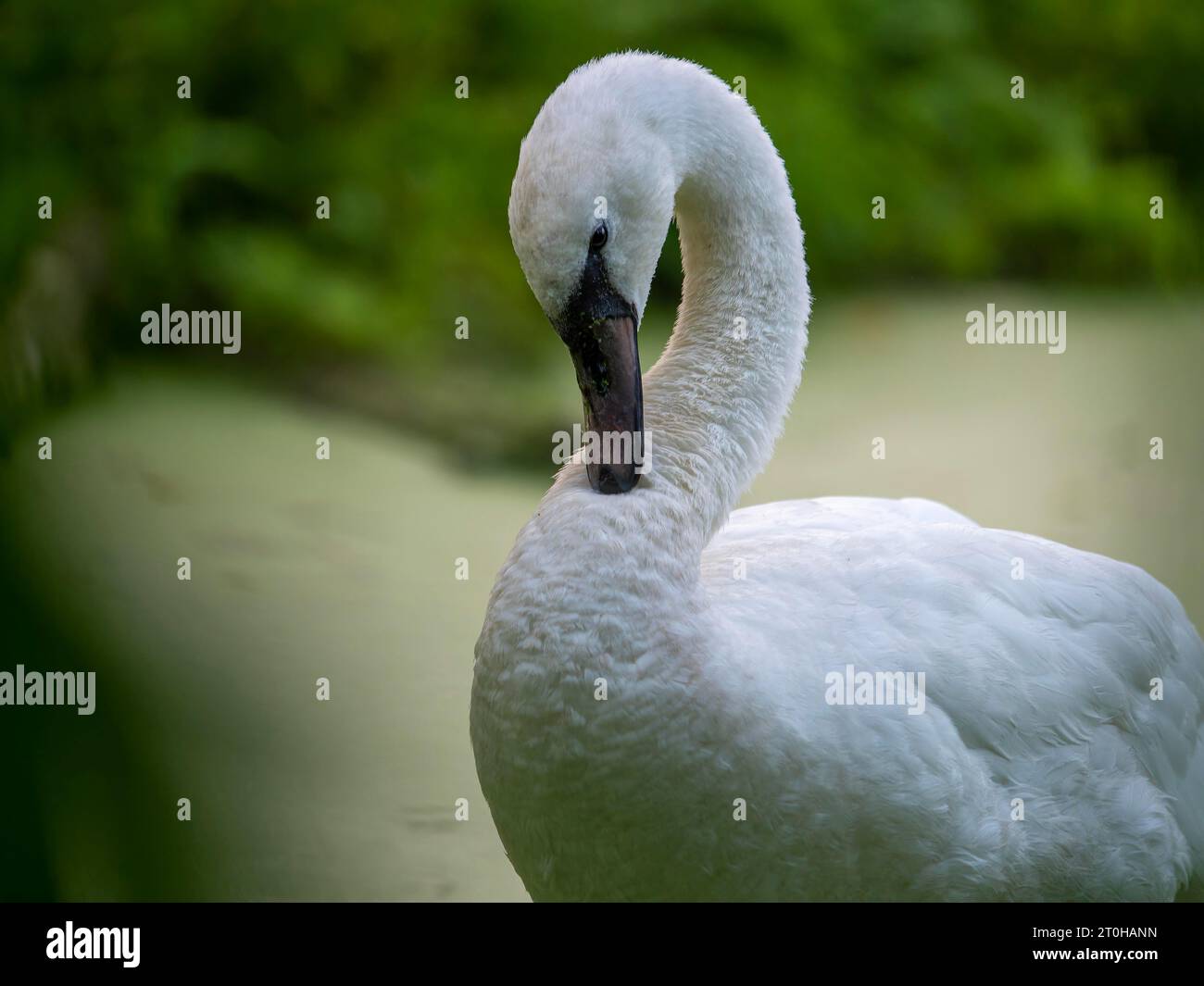 Schwan (Cygnus) in grünem Teich mit Entengras, Wildnis, Schlepzig, Spreewald, Brandenburg, Deutschland Stockfoto