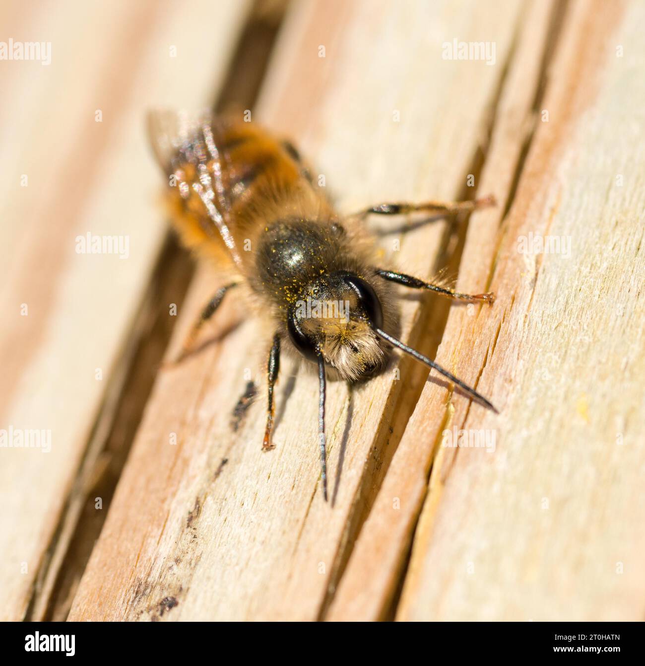 Rote maurerbiene (Osmia bicornis) oder rostige rote maurerbiene, männlich, sitzend und sonnend auf Holz, Frontalansicht, Blick in die Kamera, Niedersachsen, Deutschland Stockfoto