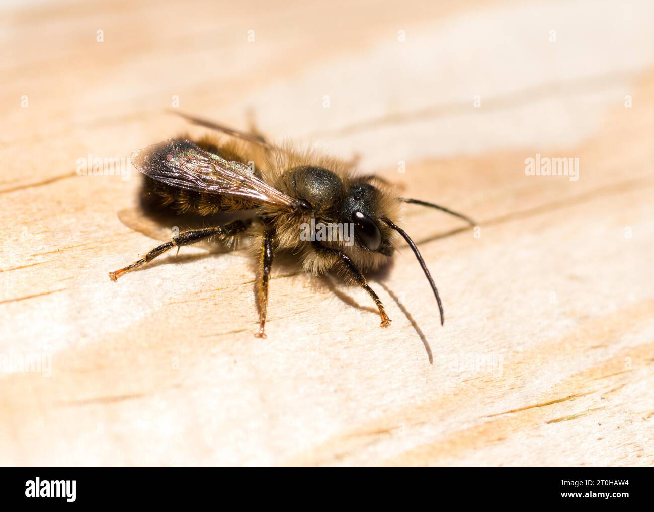 Rote maurerbiene (Osmia bicornis) oder rostrote maurerbiene, männlich, sitzend und sonnend auf Holz, Seitenansicht, Niedersachsen, Deutschland Stockfoto