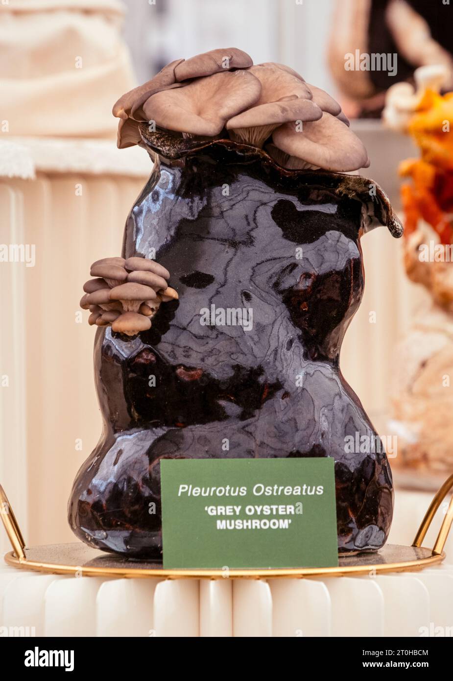 Die kreative Pilzausstellung im großen Pavillon auf der Chelsea Flower Show 2023, London, Großbritannien. Stockfoto