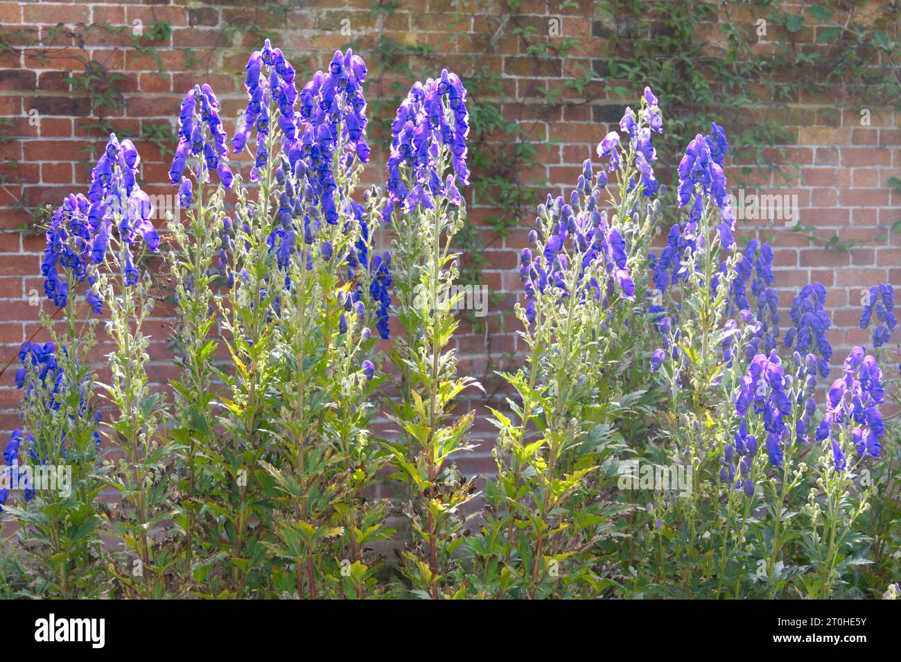 Hinterleuchtete blaue Herbstblumen der Sorte Monkshood Aconitum carmichaelii Barkers im britischen Garten September Stockfoto