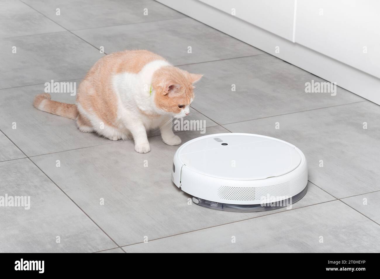 Ein waschender weißer Roboter-Staubsauger reinigt die Küche, eine schöne flauschige schottische gerade beige Katze sieht überrascht aus. Reinigung mit Beton ti Stockfoto