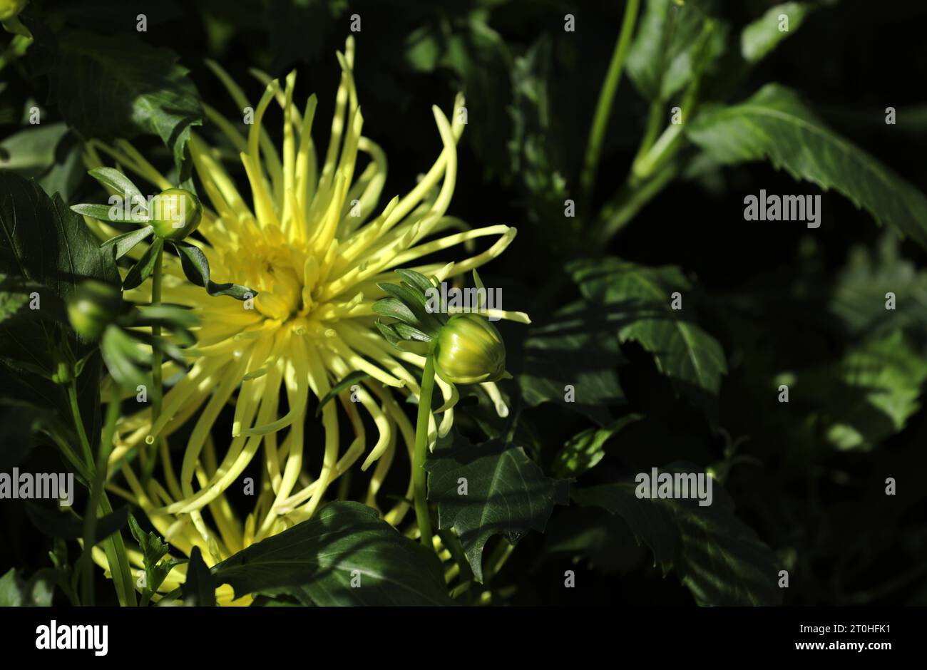 Blühende Dahlien im Blumenbeet Stockfoto