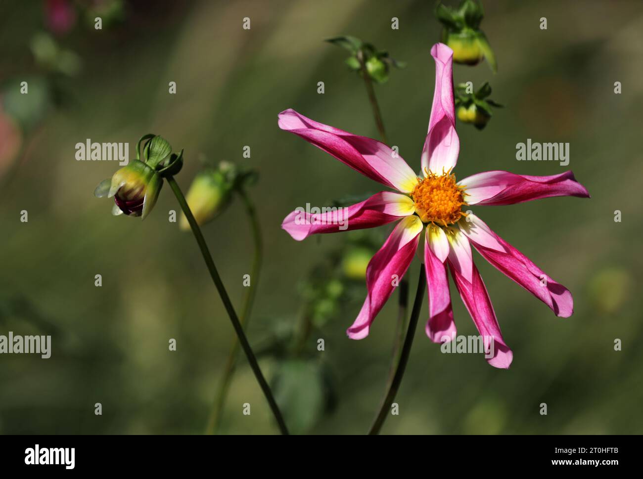Blühende Dahlien im Blumenbeet Stockfoto
