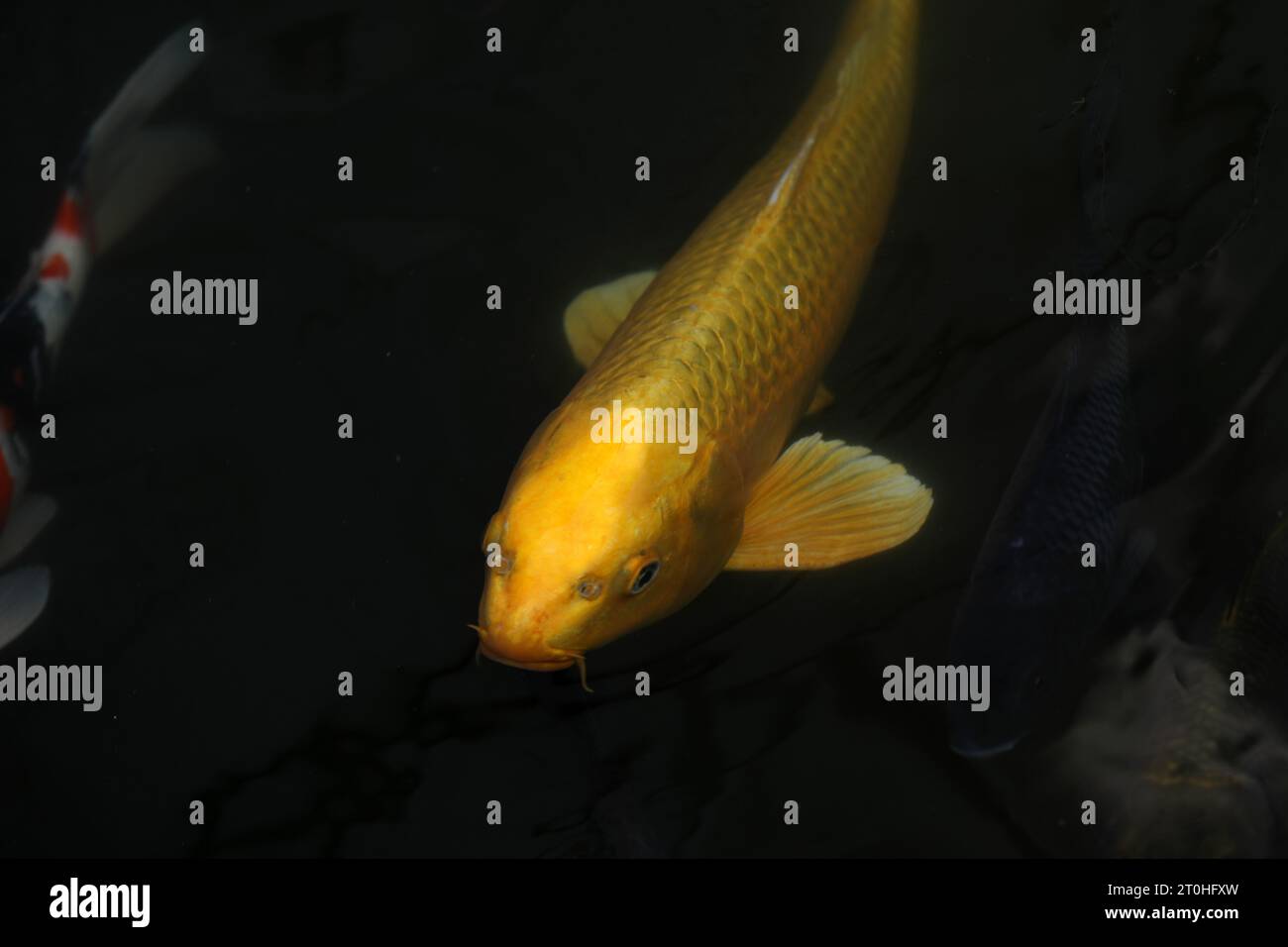 Koi Fische in einem Teich schwimmen Stockfoto