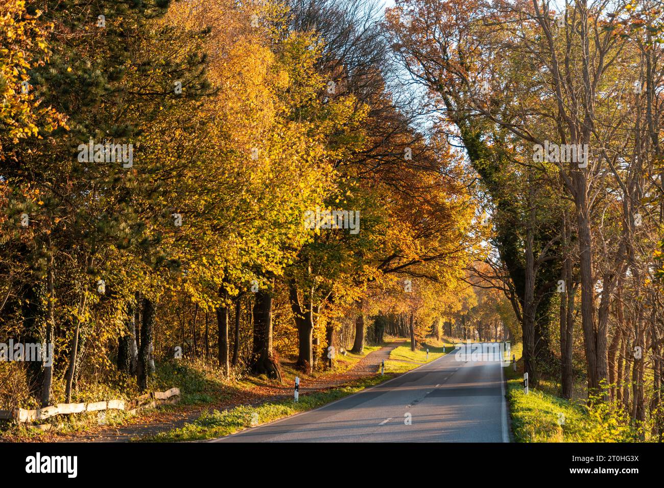 Landstraße in Schleswig-Holstein im Herbst mit Bäumen und buntem Laub Stockfoto